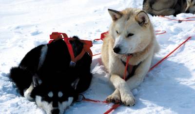 Sonho de Inverno Husky: Clássico — 5