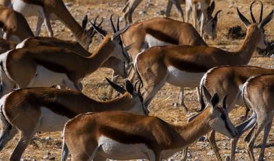 Wild Wildebeest — 3