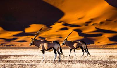 Między Sossusvlei a Etosha — 3