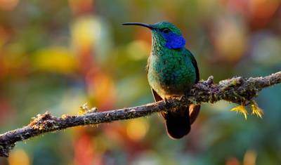 Destaques do Equador e Passeio entre Ilhas Galápagos — 5