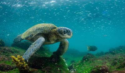10-dniowa wycieczka typu small group – najważniejsze atrakcje Wysp Galapagos — 4