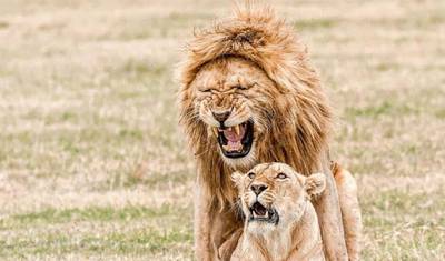 2 Day Northern Tanzania Safari Extension — 2