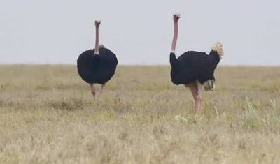 2 Day Northern Tanzania Safari Extension — 3