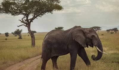 2 Day Northern Tanzania Safari Extension — 5