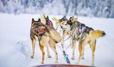 Tailor-Made 4 Days Finland Family Tour with Northern Lights (Private Transfer) — 3