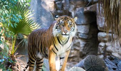 9 Dias Triângulo Dourado com Ranthambore e Varanasi - Espiritualidade Tigres Ganges Nascer/Pôr do Sol no Taj — 3