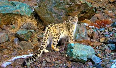 14 Days Snow Leopard India Tour — 2