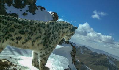 14 Days Snow Leopard India Tour — 3