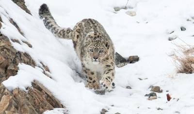 14 Days Snow Leopard India Tour — 4