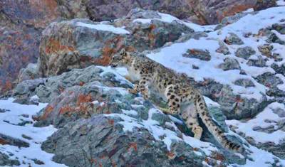 14 Days Snow Leopard India Tour — 5
