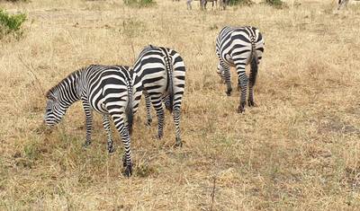 جولة 10 أيام - 7 أيام Lemosho + 3 أيام Serengeti و Ngorongoro crater — 3