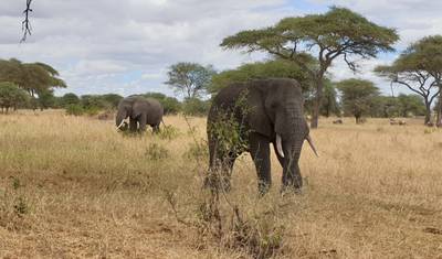 جولة 10 أيام - 7 أيام Lemosho + 3 أيام Serengeti و Ngorongoro crater — 4