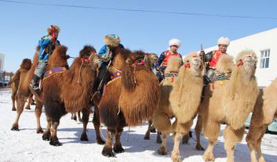 Festival de Camelos no Grande Gobi — 2