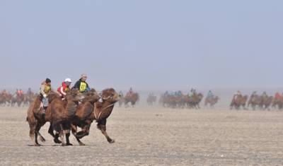 Festival de Camelos no Grande Gobi — 4