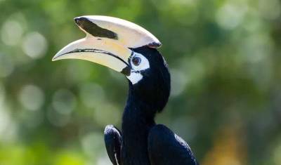 Descoberta de Bornéu, Sarawak e Sabah — 2