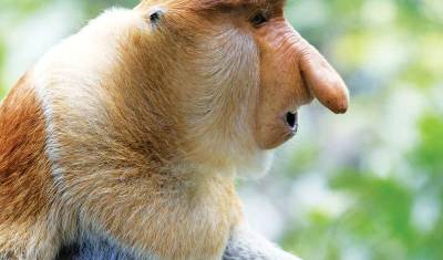 Descoberta de Bornéu, Sarawak e Sabah — 5