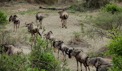 أفضل سفاري في Ngorongoro و Tarangire و Lake Manyara (شمال تنزانيا) — 5