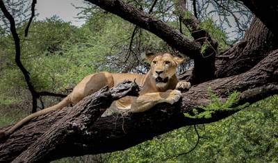 أفضل سفاري في Ngorongoro و Tarangire و Lake Manyara (شمال تنزانيا) — 4