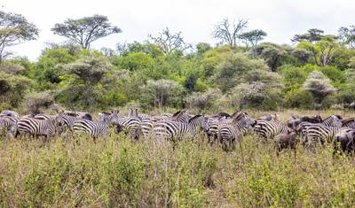 أفضل سفاري في Ngorongoro و Tarangire و Lake Manyara (شمال تنزانيا) — 2