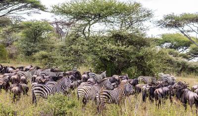 أفضل سفاري في Ngorongoro و Tarangire و Lake Manyara (شمال تنزانيا) — 3