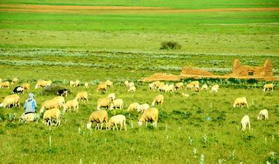 Private 11 Days Algeria Family Tour with 4-star Hotel, Daily Depart — 3