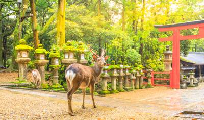 Shikoku Pilgrimage Trail — 4