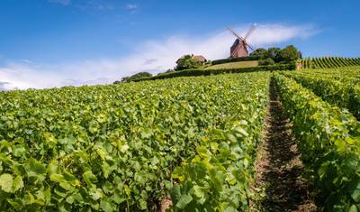 Walking The Vineyards of Champagne - Deluxe — 5