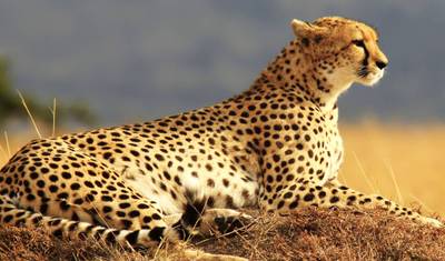 Masai Mara & Tanzania Explorer - 13 days — 2