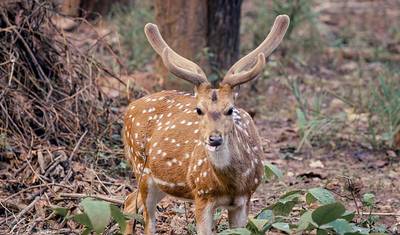 جولة سفاري للحياة البرية في Pench و Kanha شاملة كليًا — 2