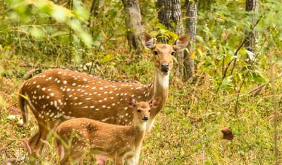 جولة سفاري للحياة البرية في Pench و Kanha شاملة كليًا — 3