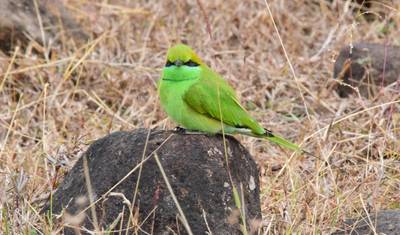 جولة سفاري للحياة البرية في Pench و Kanha شاملة كليًا — 4