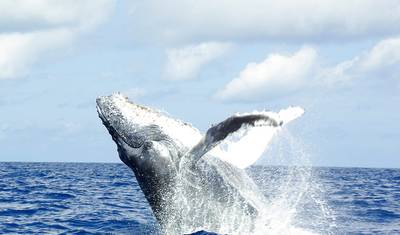 Comoros: Wildlife Expedition — 3