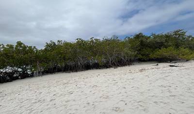 5 Dias Galápagos Santa Cruz | Passeios Diários de Vida Selvagem — 4