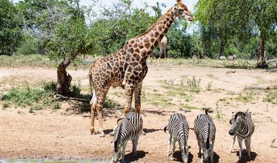 Serengeti, Masai Mara, Krater i Zanzibar 12 dni/13 nocy — 3