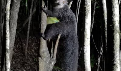Madagascar Wildlife Tour  14D/13N ( Comfort) — 2