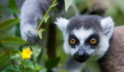 Madagascar Wildlife Tour  14D/13N ( Comfort) — 3