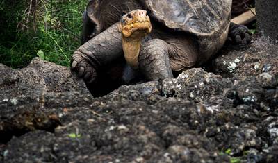 Gabon Classic Safari 12 Days/ 11 Nights (Comfort) — 4