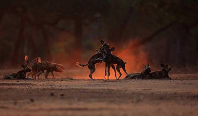 12 Days Zimbabwe Getaway — 2