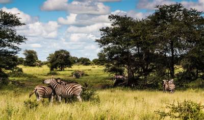 Learn to be a Safari Guide in Kruger National Park — 2