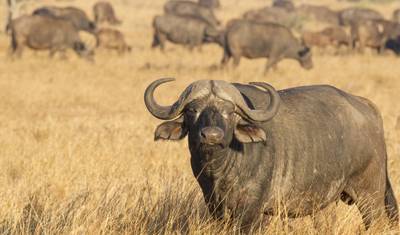 Kruger, Matobo i Wodospady - 7 dni — 2