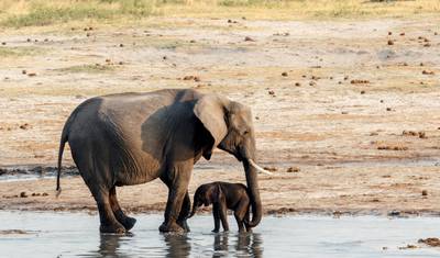 5日間のMana Pools National Parkサファリ体験 — 3