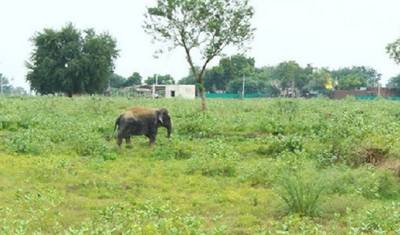 اكتشف تاج محل في جولة Elephant SOS Wildlife Rescue من دلهي — 4
