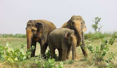 اكتشف تاج محل في جولة Elephant SOS Wildlife Rescue من دلهي — 3