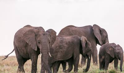 Przygoda w Addo Elephant Park i Tsitsikamma National Park 5 dni/ 4 noce — 2