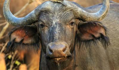 Przygoda w Addo Elephant Park i Tsitsikamma National Park 5 dni/ 4 noce — 3