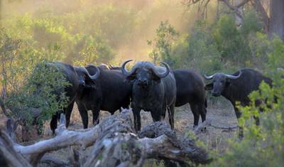 Safári em Grupo de 4 Dias e 3 Noites em Masai Mara e Lago Nakuru Usando um Jeep Landcruiser 4x4 — 2