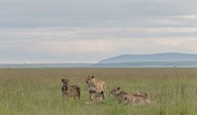 Safári em Grupo de 4 Dias e 3 Noites em Masai Mara e Lago Nakuru Usando um Jeep Landcruiser 4x4 — 3