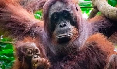 Amazing Tour Borneo, Java and Bali: Private Tour — 2