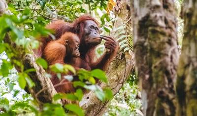 Amazing Tour Borneo, Java and Bali: Private Tour — 3