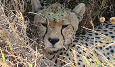 3 Days 2 Nights small group safari - Lodge Option — 3